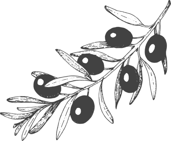 illustration of olive branch